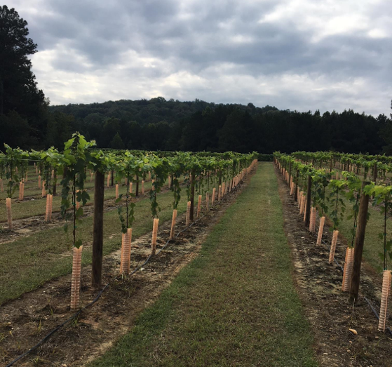 High-wire trained vineyard