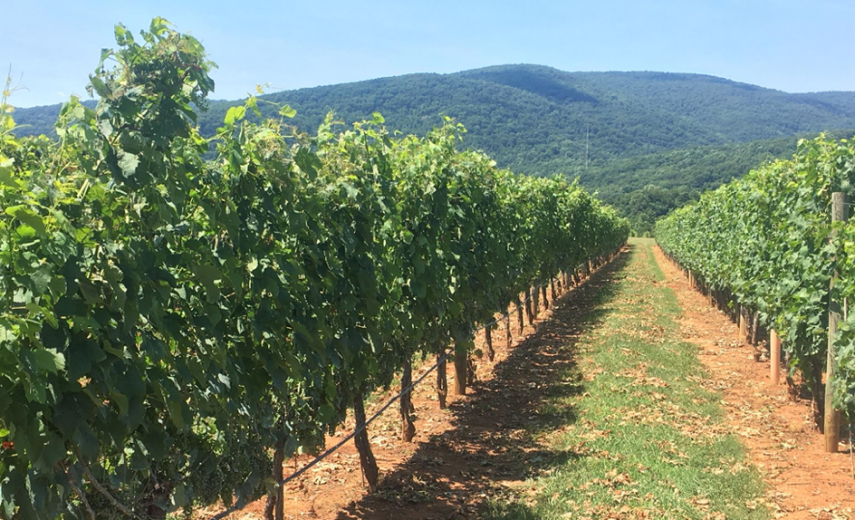 Low-wire trained vineyard