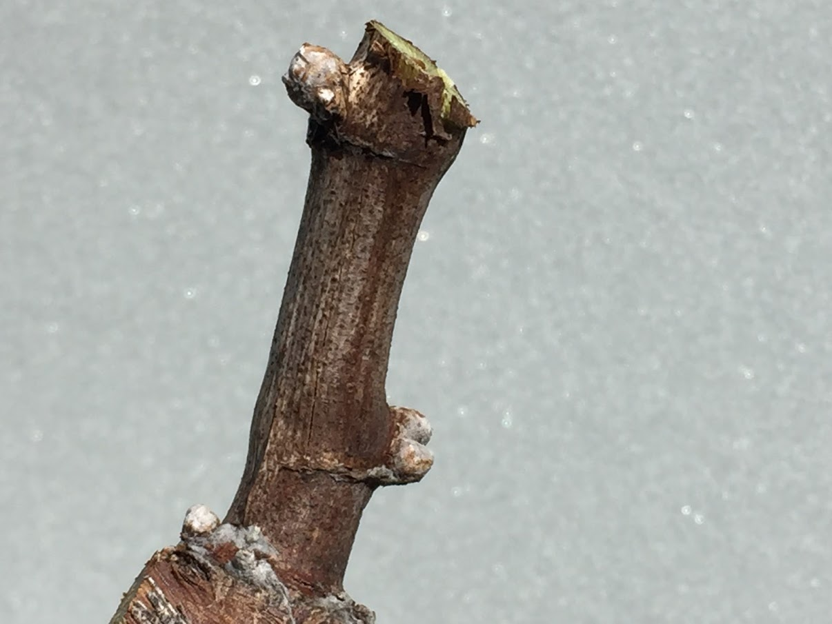 Cane spur with three buds