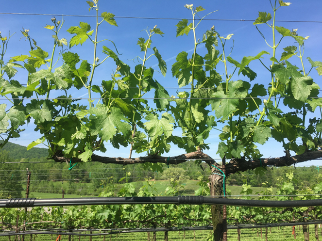 Bilateral cordon-trained vine