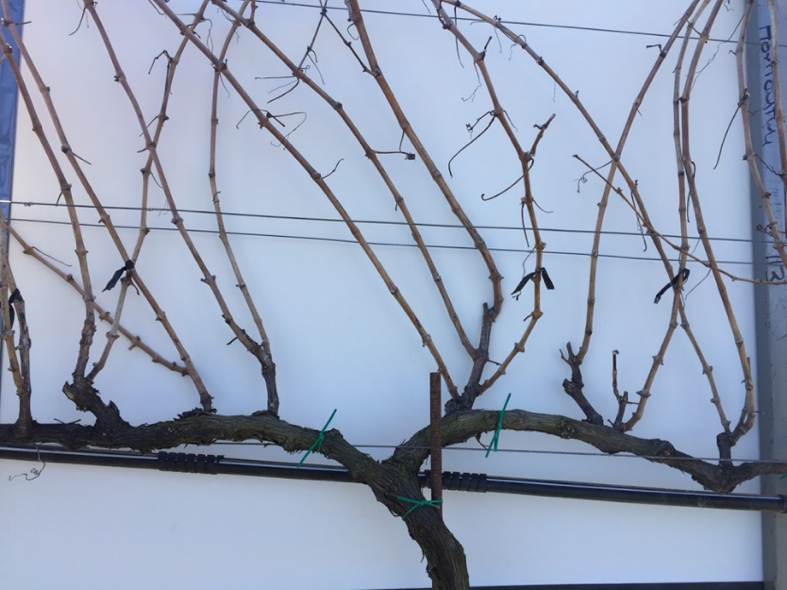 Bilateral cordon system prior to pruning