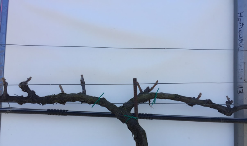 Bilateral cordon system after spur pruning