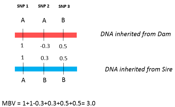 Diagram of MBV calculation showing 3 SNPs. DNA from dam has SNP values of 1, -0.3, and 0.5. DNA from sire has SNP values of 1, 0.3, and 0.5. MBV = 1+1-0.3+0.3+0.5+0.5=3.0