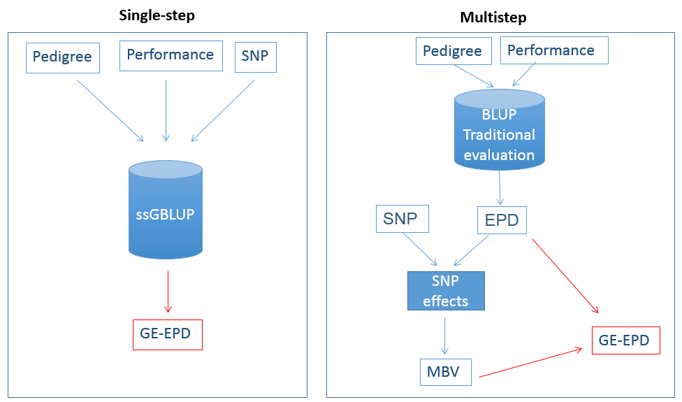single-step and multistep methods. Single step shows pedigree, performance, and SNP all going into a blue cylinder labeled ssGBLUP which then goes to GE-EPD. Multistep shows pedigree and performance going into a blue cylinder labeled BLUP traditional evaluation, which goes to EPD. SNP and EPD go into a box labeled SNP effects, which goes to MBV. Both MBV and EPD go to GE-EPD
