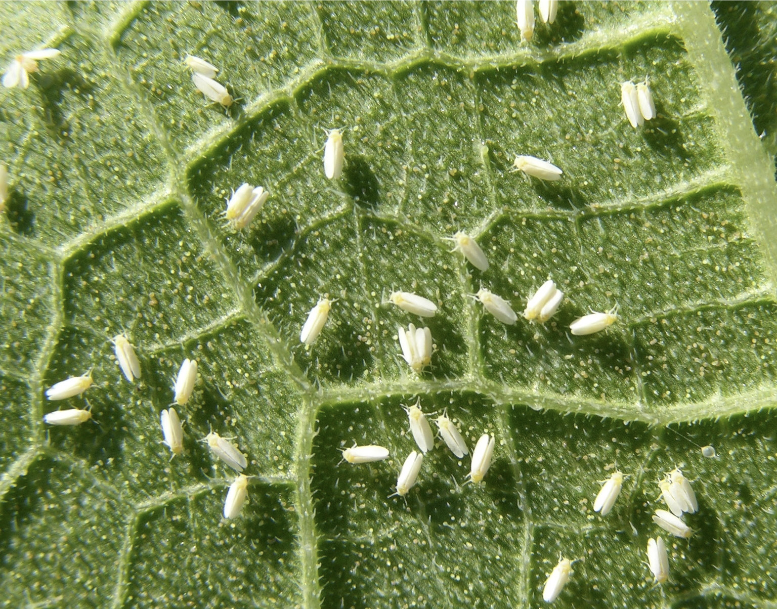 Nymphs of silverleaf whitefly