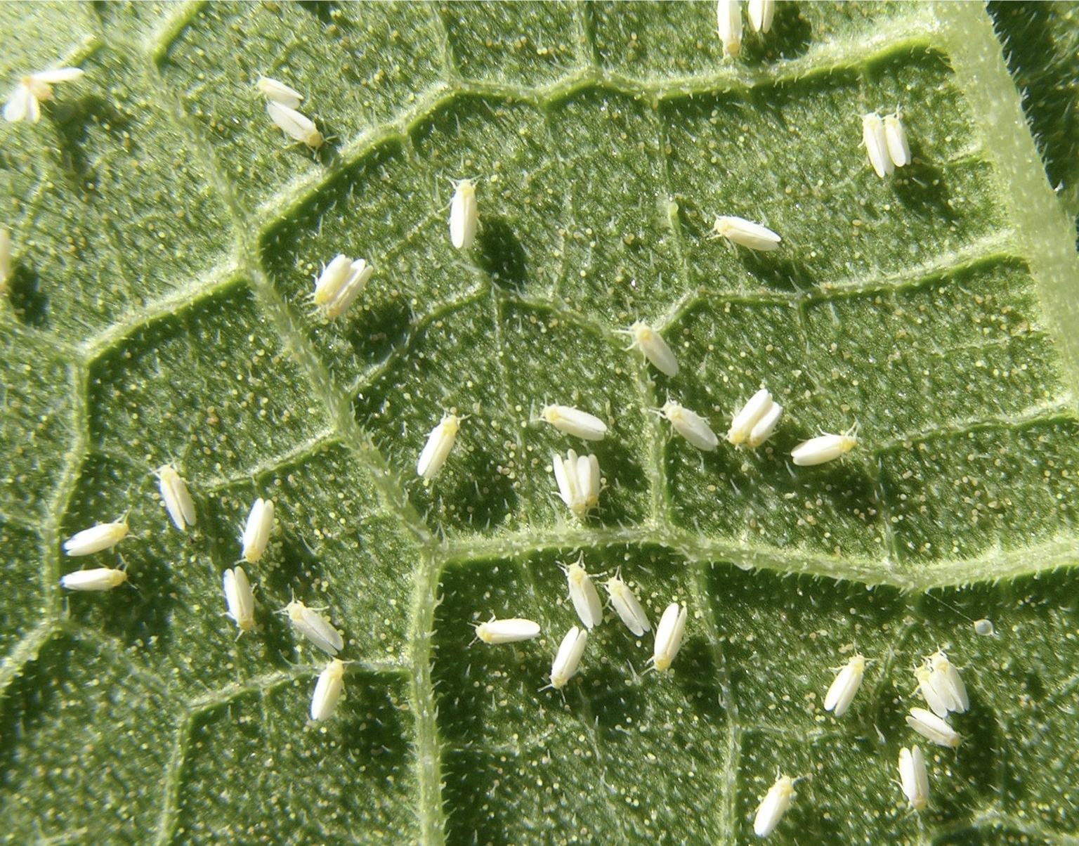 Adults of silverleaf whitefly