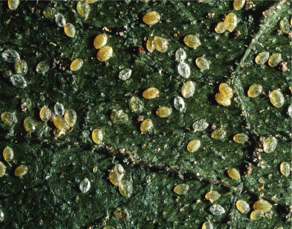 Nymphs of silver leaf whiteflies