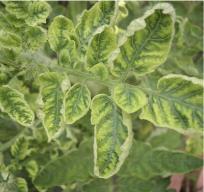 Tomato plant leaves with the edges of the leaves curling inwards.