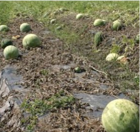 Dead watermelon vines