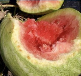 Infected watermelon with leathery, dark-red, glistening appearance