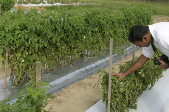 Man looking at tomato plants