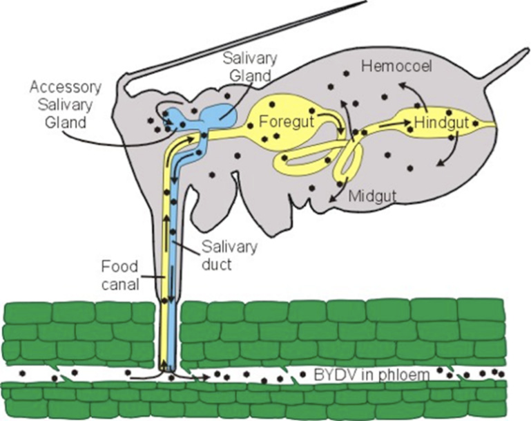 Diagram of whitefly anatomy showing the salivary glands and parts of the gut