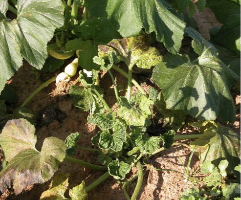 Yellow squash with rounded leaves with leaf crumple virus