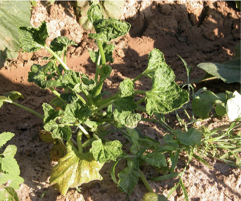 Leaf distortion in cucurbit crops