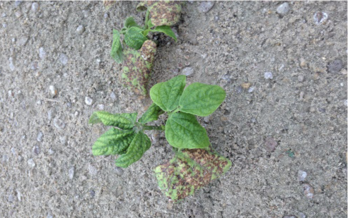 Snap beans infected with cucurbit leaf crumple virus