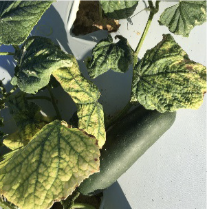 Yellowing leaves with curcurbit yellow stunting disorder