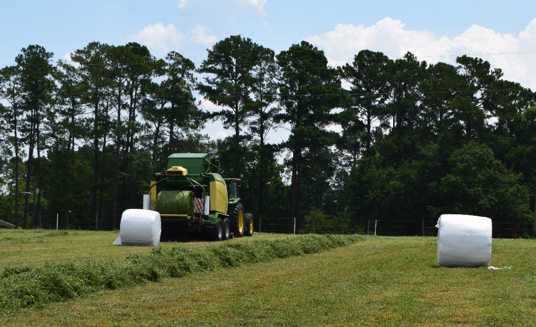 Taken from ground-level, a tractor is shown in a field with two wrapped bales of baleage and a row of mowed forage left to bale.