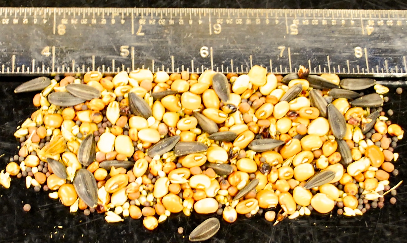 Pile of seeds in various sizes and colors next to a ruler.