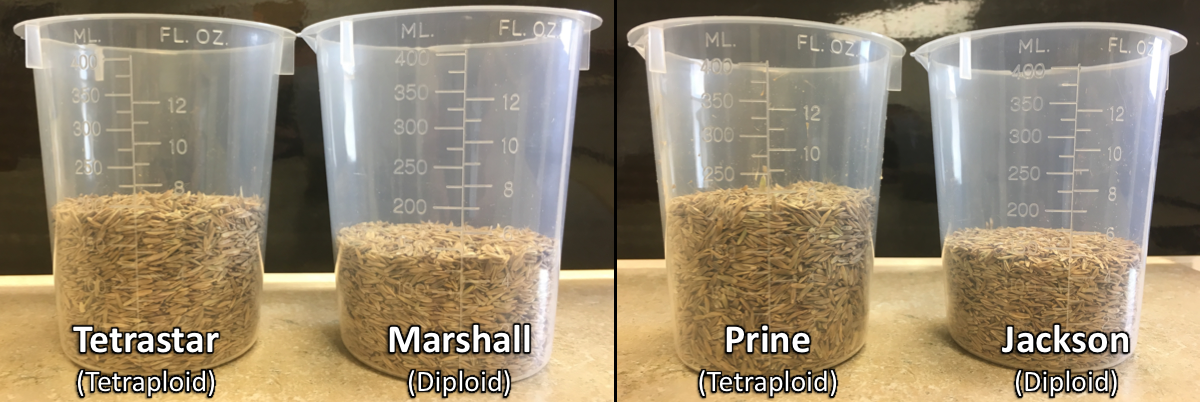 Varieties of ryegrass seeds. Tetrastar (tetraploid), Marshall (diploid), Prine (tetraploid), and Jackson (diploid)