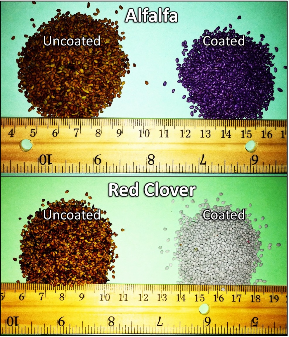 Uncoated and coated alfalfa seed, and coated and uncoated red clover seed. The uncoated seeds are various colors of brown and yellow, the coated alfalfa seed is uniformly black, and the coated red clover seed is uniformly light gray.