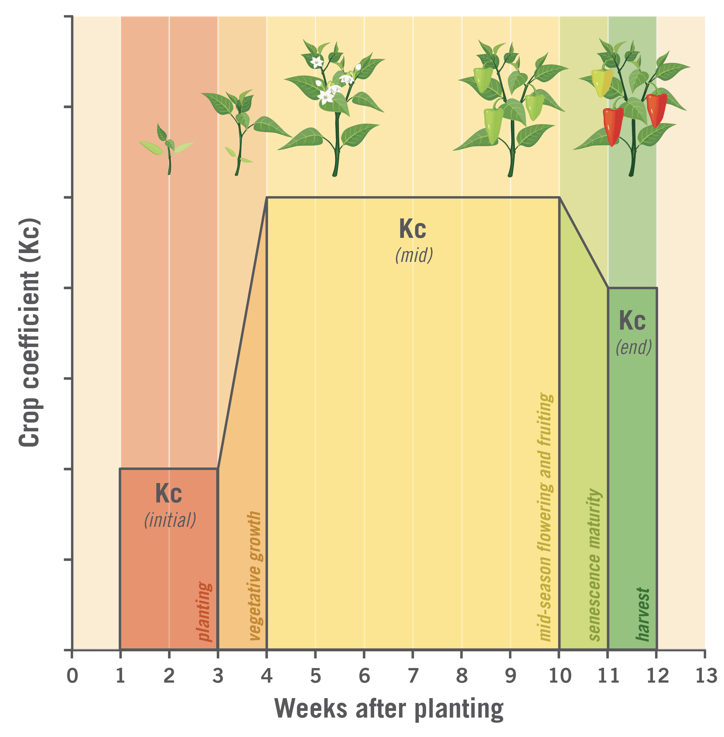 Graph of crop coefficient throughout crop development. Crop coefficient is highest during mid-season flowering and fruiting.