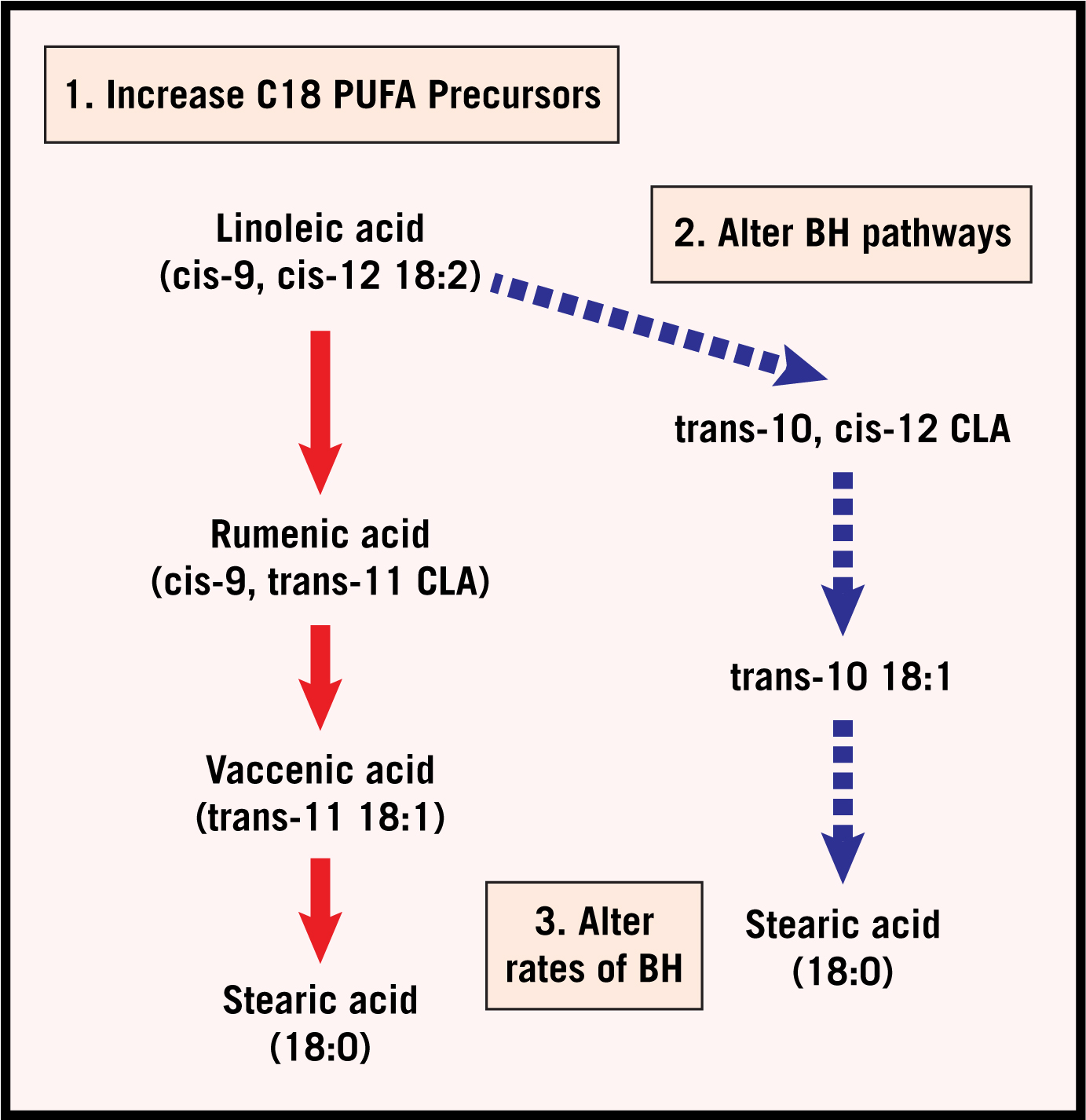 Biohydrogenation pathways