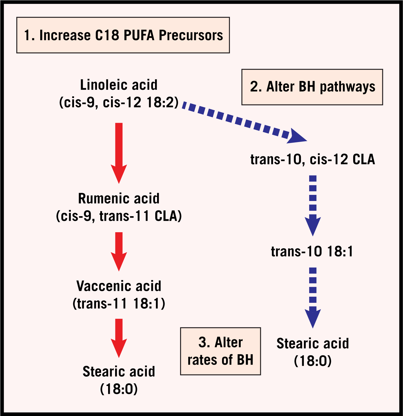 Flowchart of biohydrogenation pathways