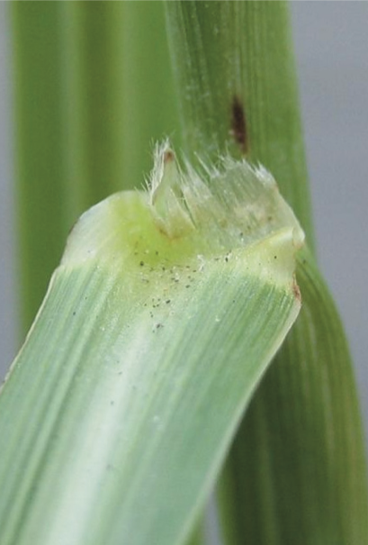 Johnsongrass ligule