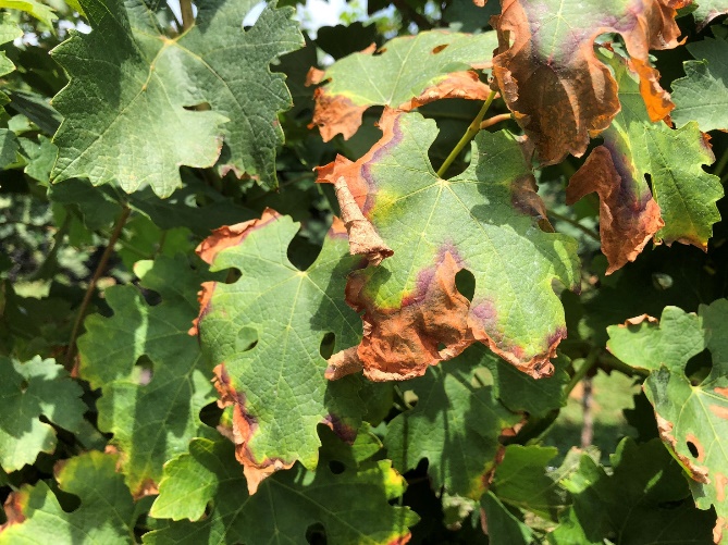 Leaf with brown discoloration around the edges