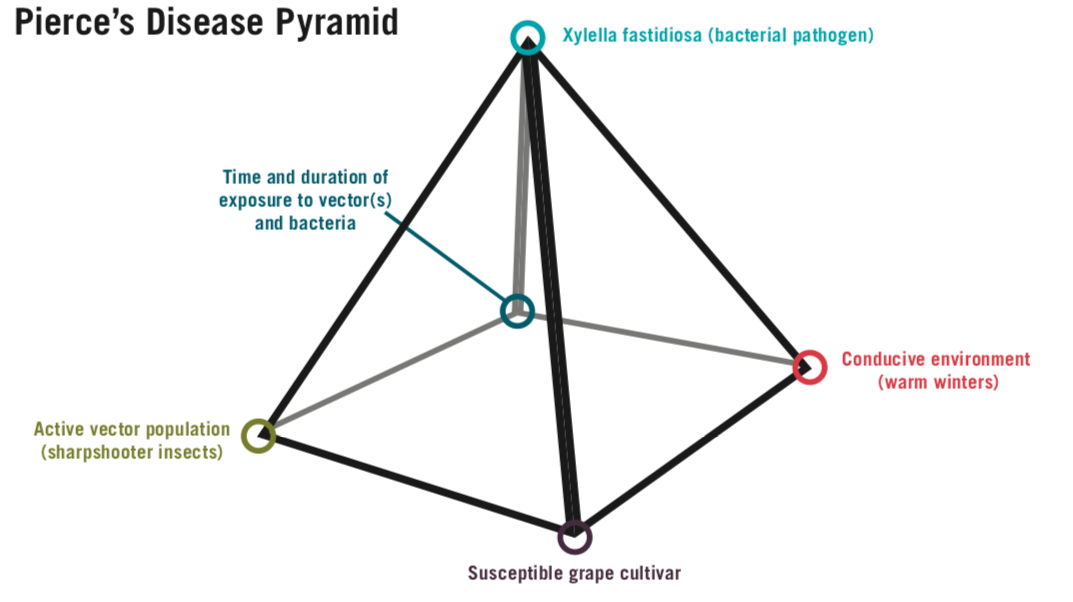 Pierce's Disease Pyramid
