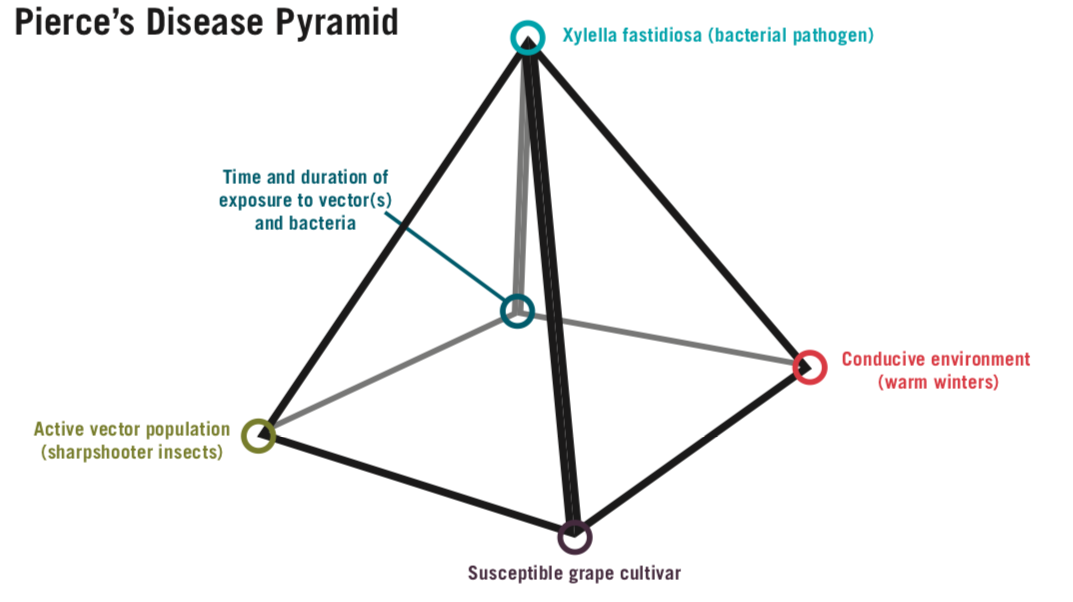 Pierce's Disease Pyramid showing factors for PD epidemic: Time and duration of exposure to vector(s) and bacteria, active vector population (sharpshooter insects), conducive environment (warm winters), and susceptible grape cultivar around the base, and Xylella fastidiosa (bacterial pathogen) on top.