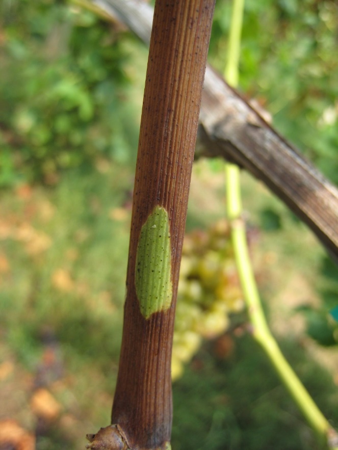 Green tissue on grapevine shoots