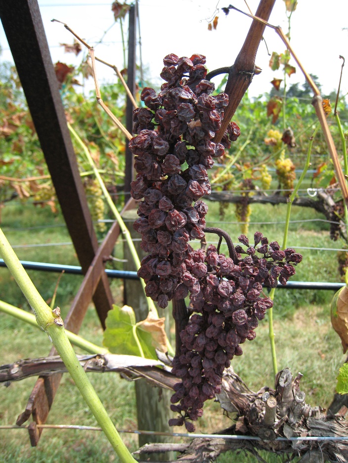 Dried grapes on a vine