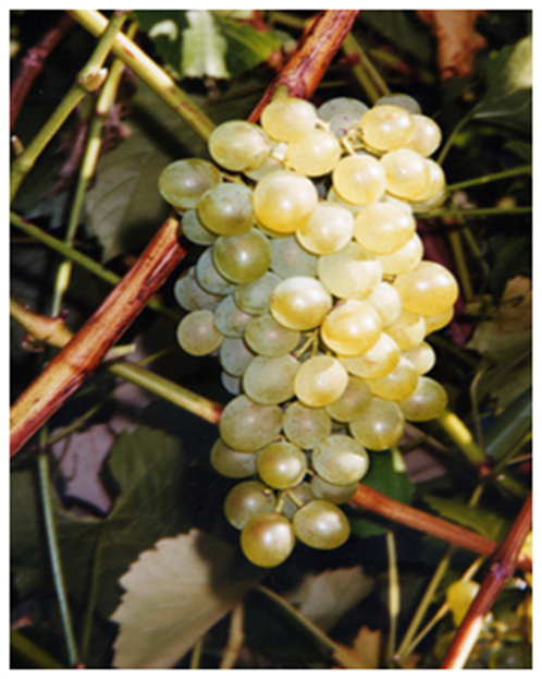 Blanc du Bois grapes