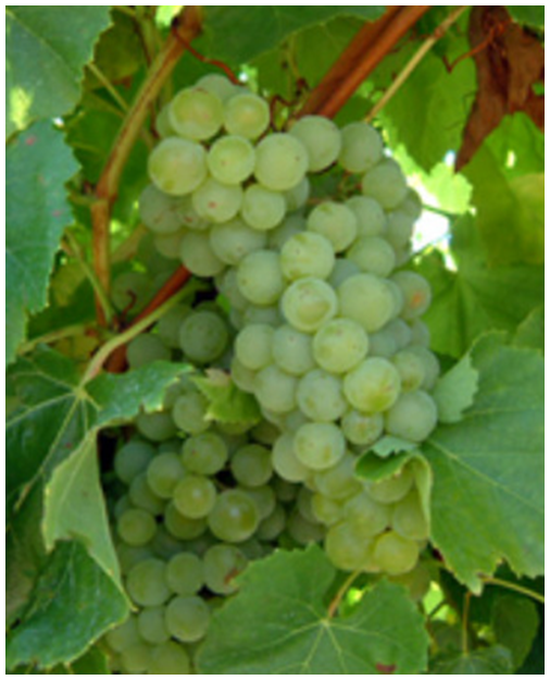 Villard blanc grapes