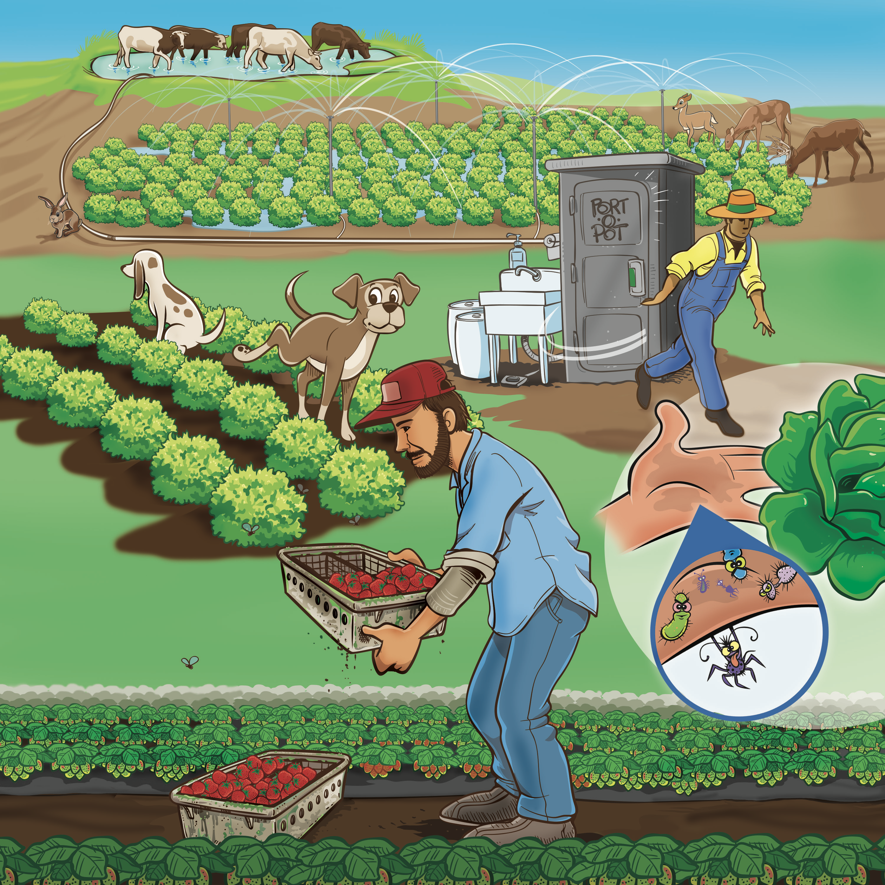 Illustration of sources of farm contamination including livestock, crops, wild animals, toilets, pets, and people handling crops