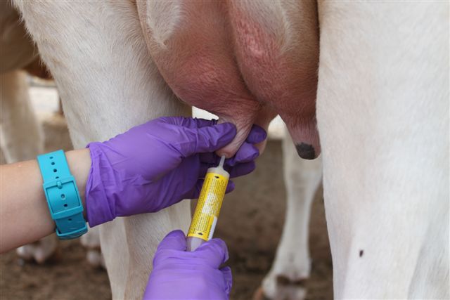 The tip of a cannula is being inserted into a cow udder