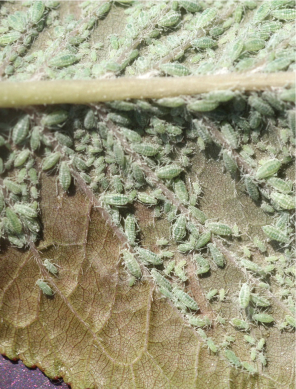 Underside of a plum leaf covered in aphids