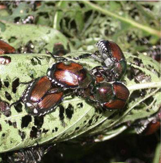 Japanese beetles on leaf