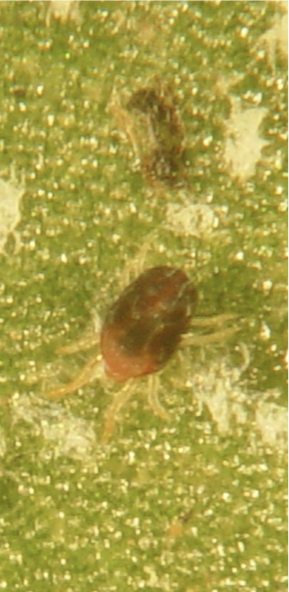 Red spider mites