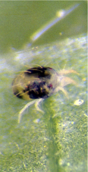 Two-spotted spider mites