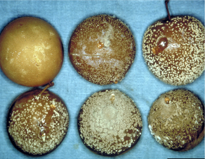 Plums with brown rot cauing the skin to look brown and cracked