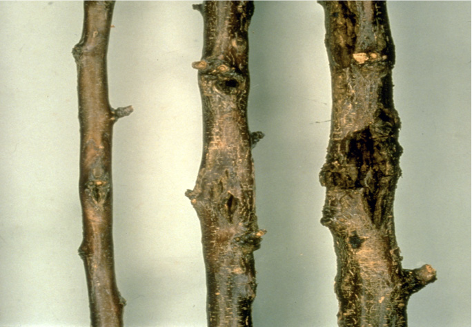 Plum branches with bacterial cankers