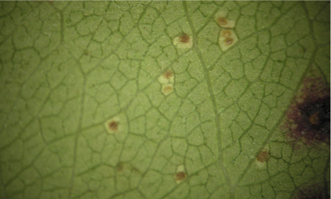 rust lesions on plum leaf