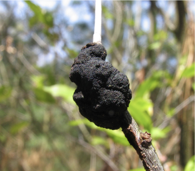black knot on plum branch