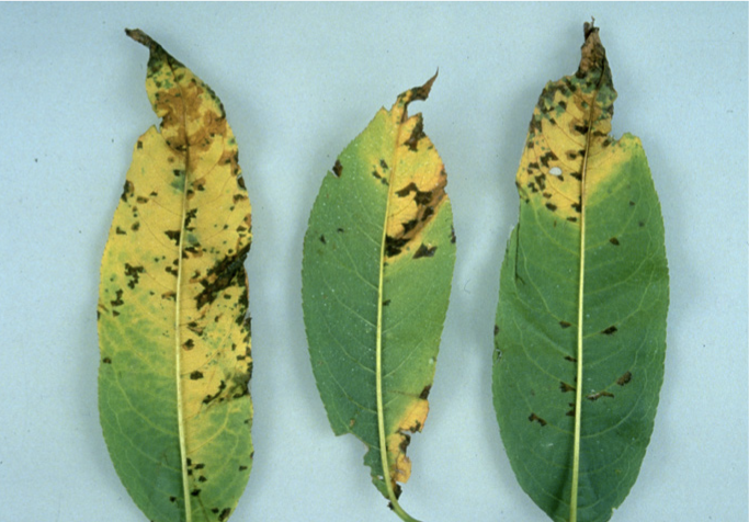 Peach leaves with bacterial spot causing yellowing and dark spots on the leaves