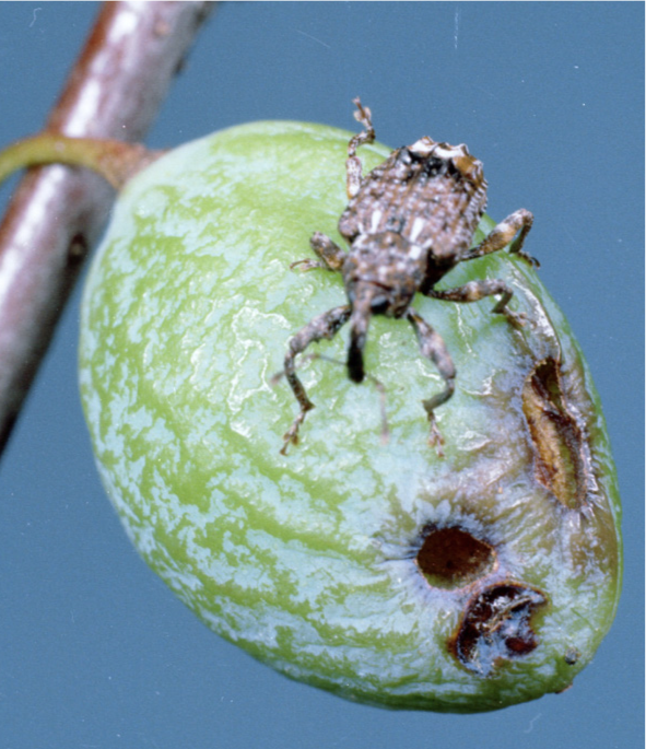 Plum curculio on developing plum