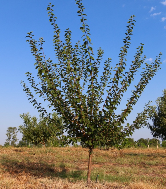 Open vase shape plum tree