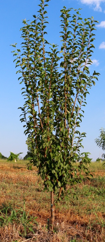 Vertical vase shape plum tree