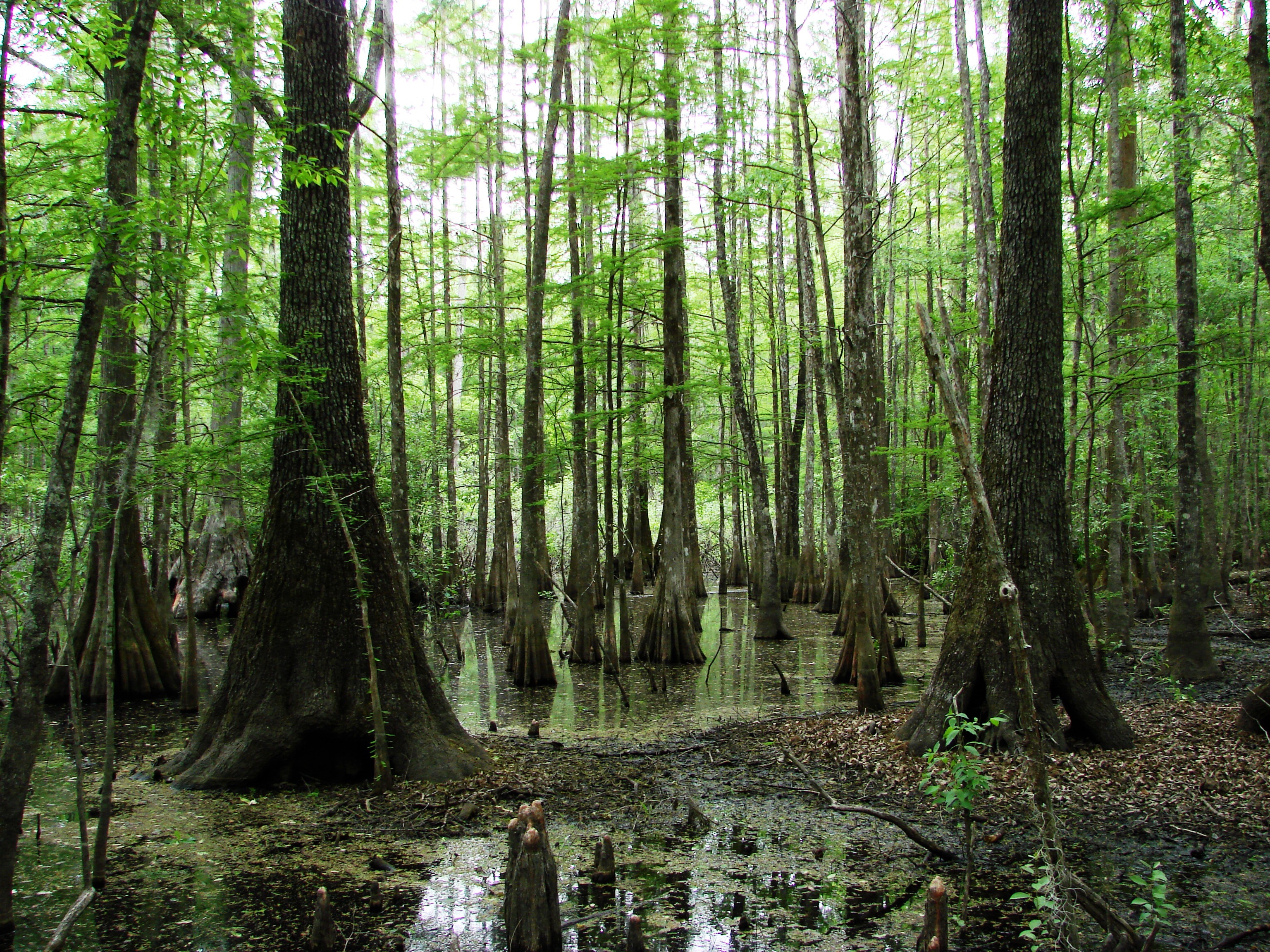 Area watering holes, wetlands vital to wading birds